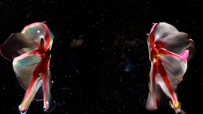 Superradiance