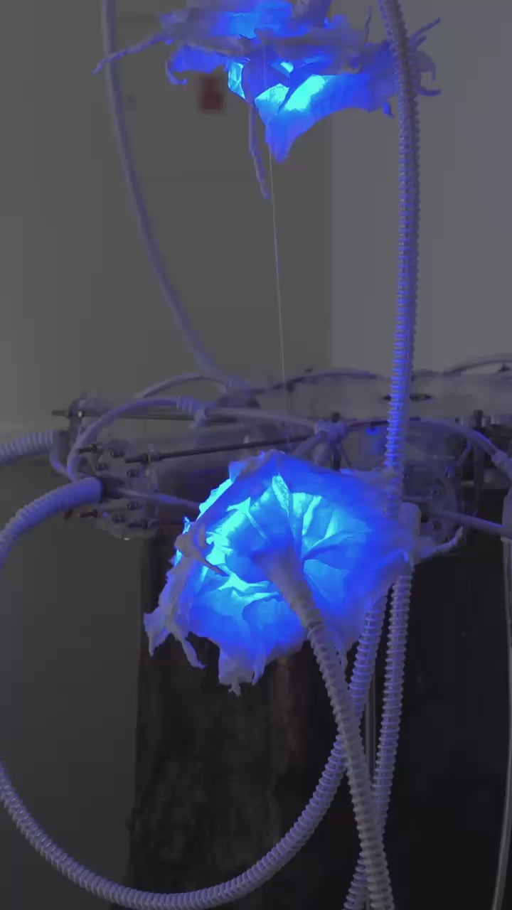 Air Oasis